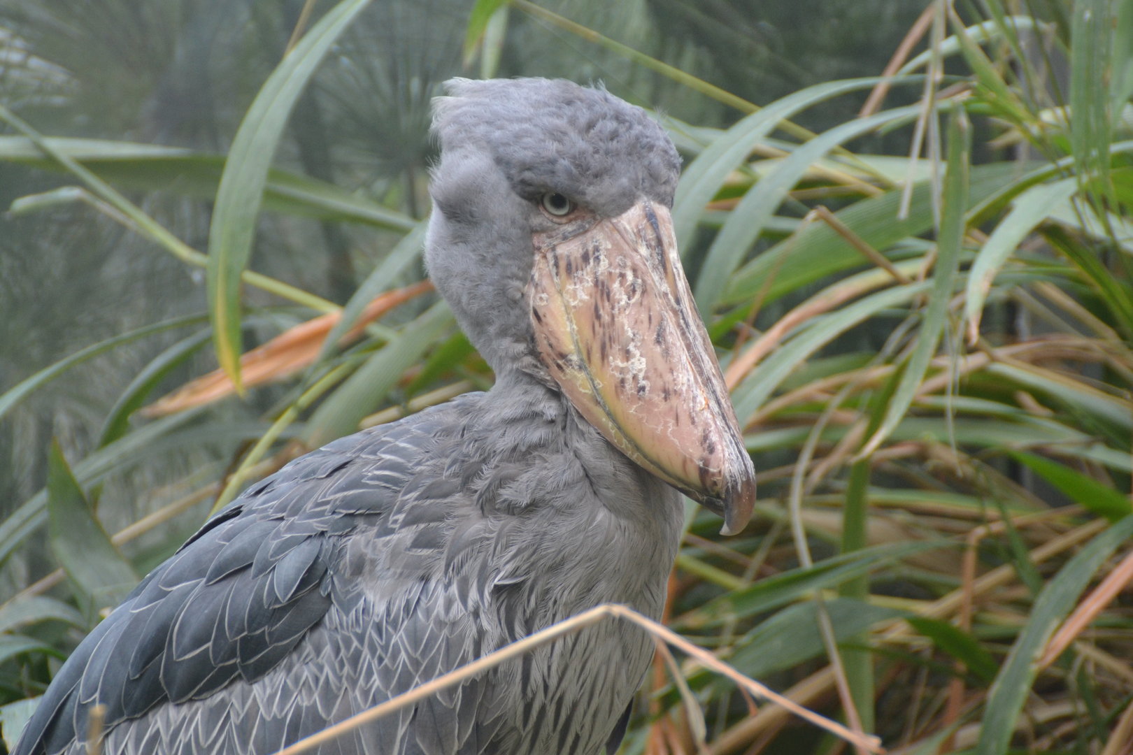 Shoebill