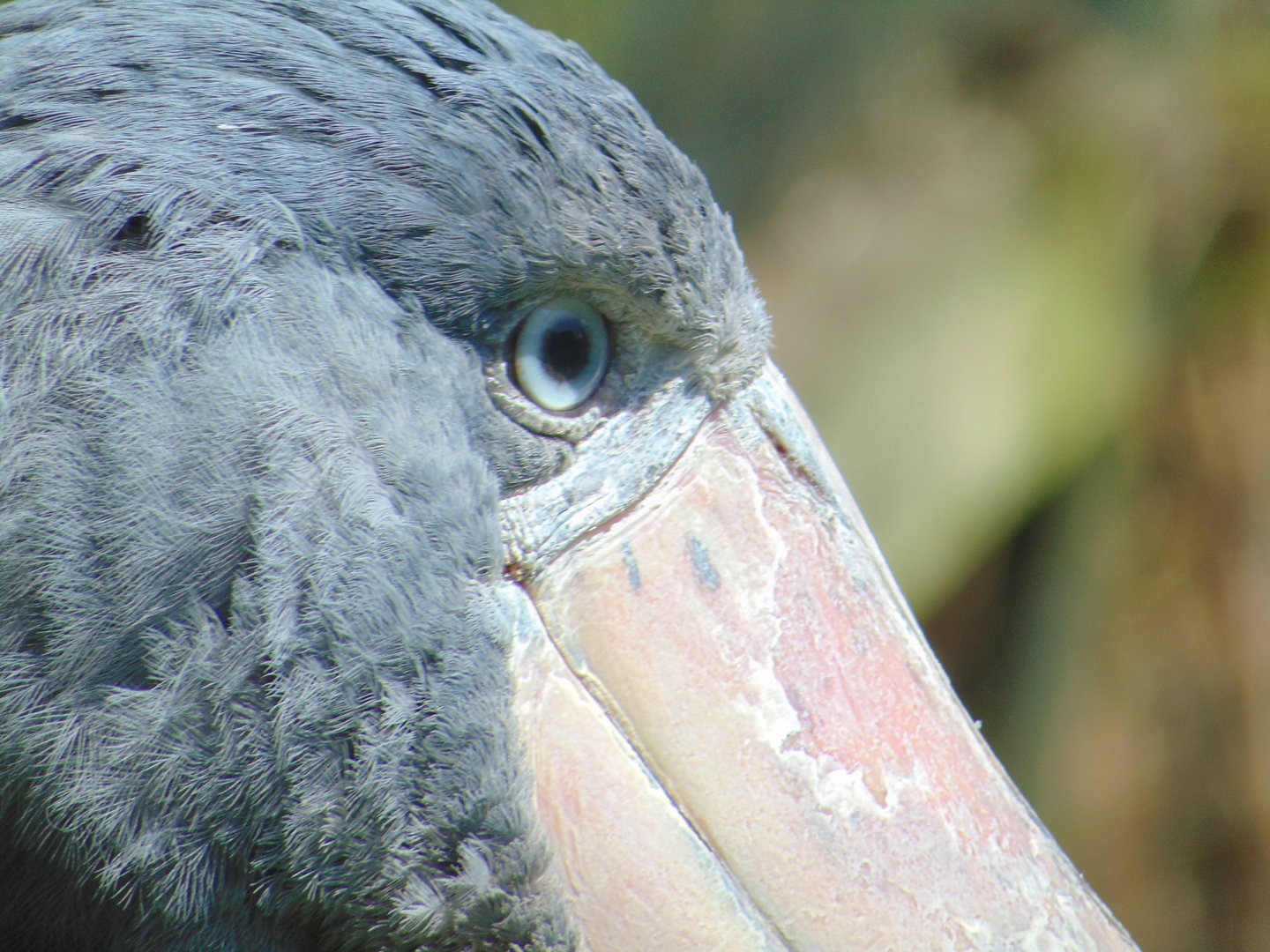 Shoebill