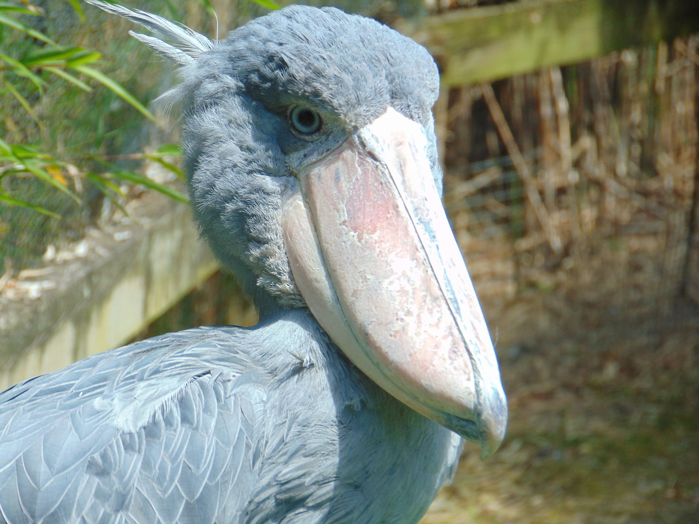 Shoebill