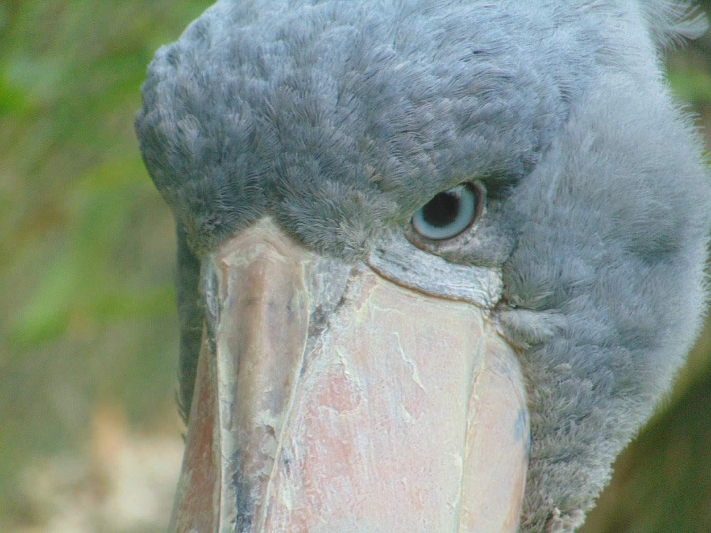 Shoebill