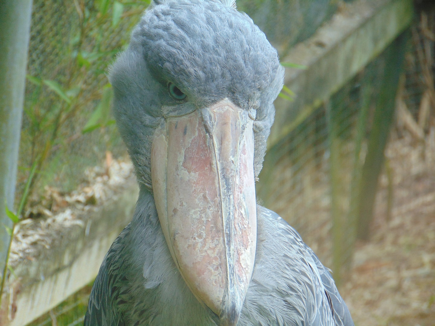Shoebill