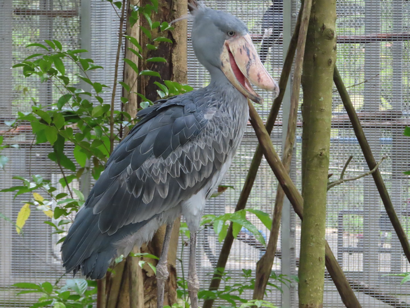shoebill