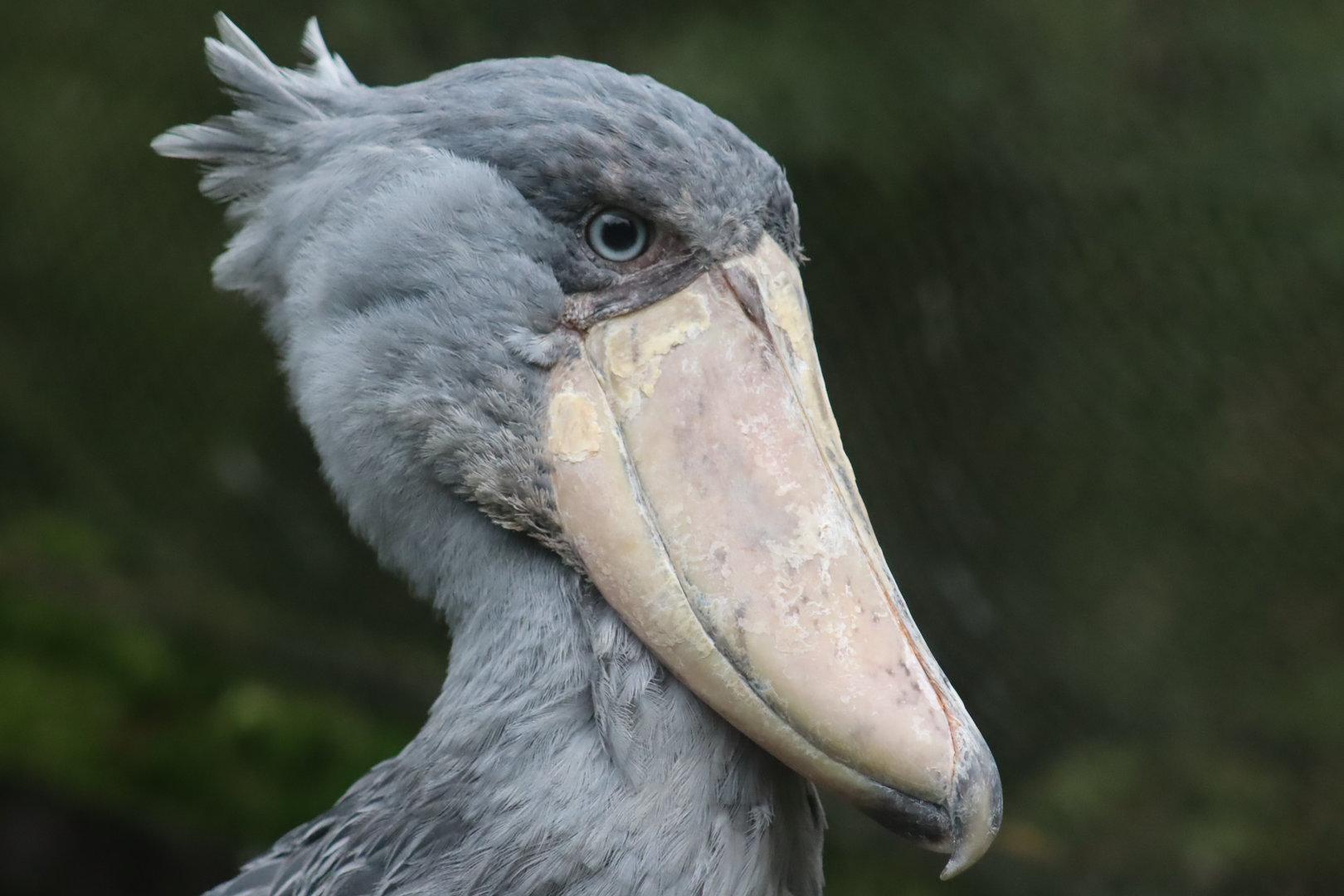 Shoebill