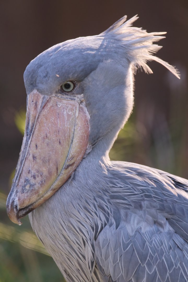 Shoebill