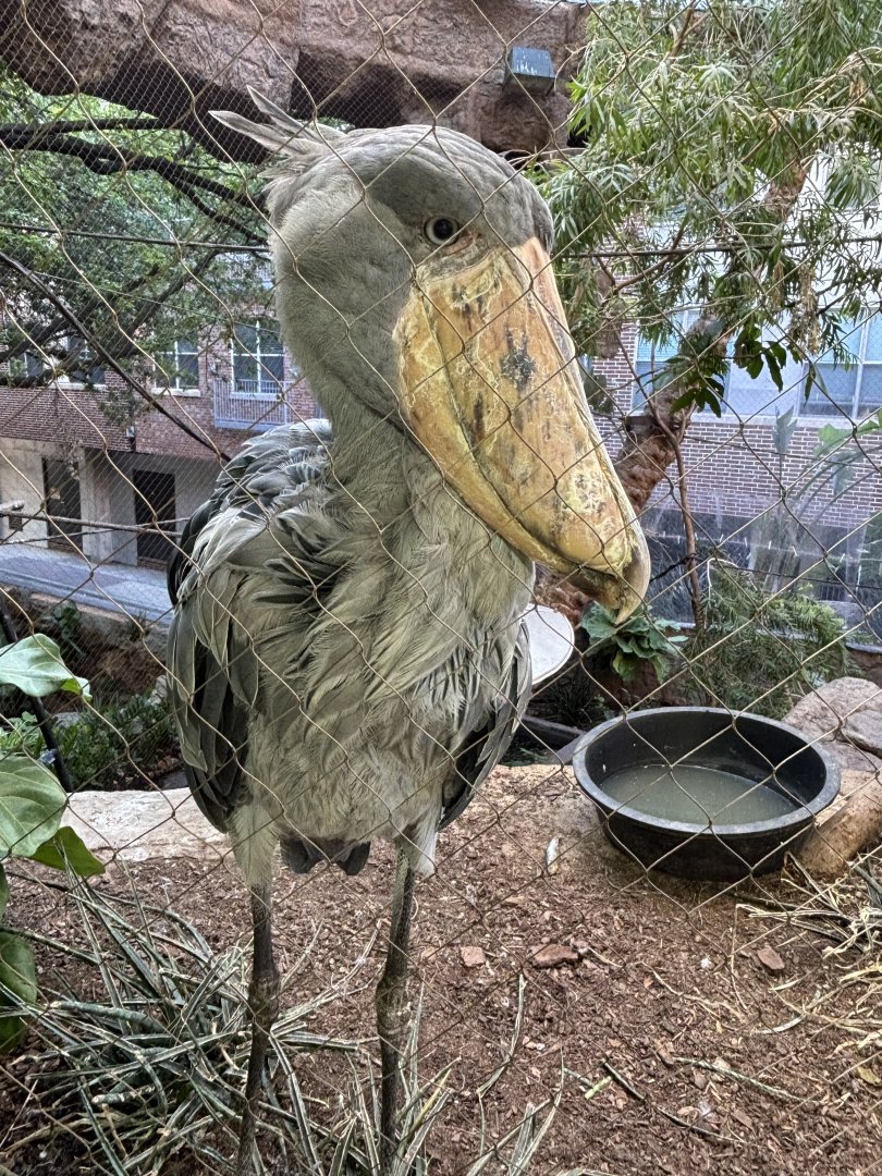 Shoebill
