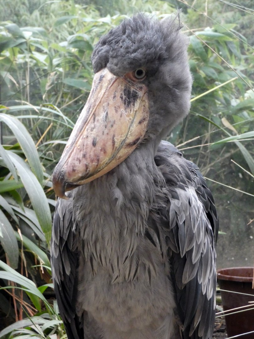 Shoebill
