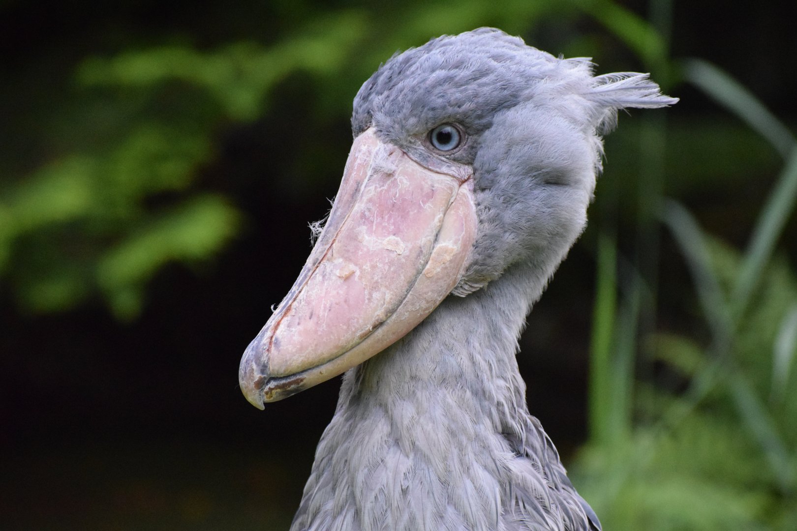 Shoebill