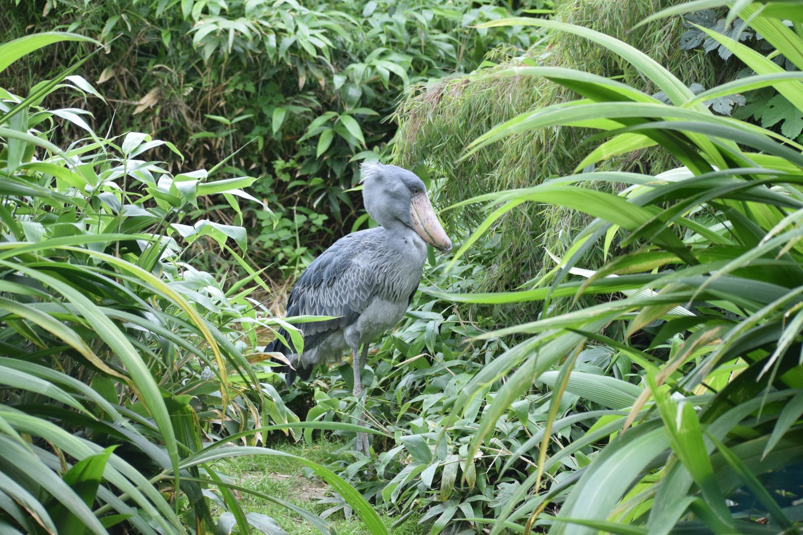 Shoebill