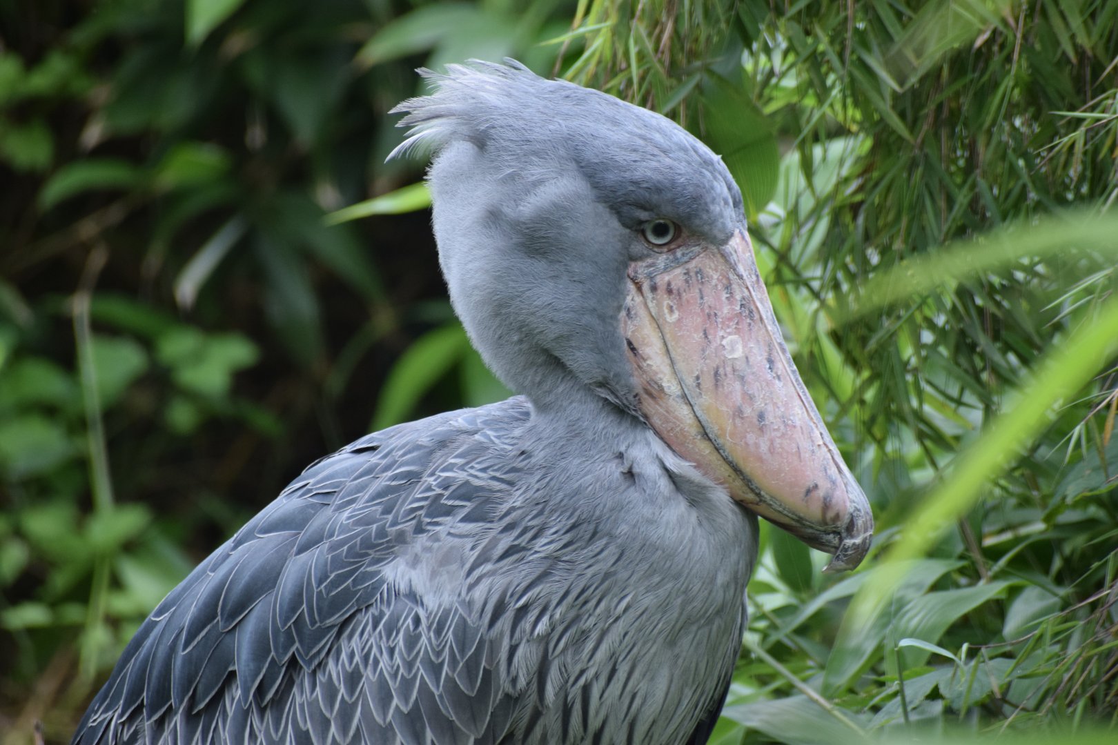 Shoebill