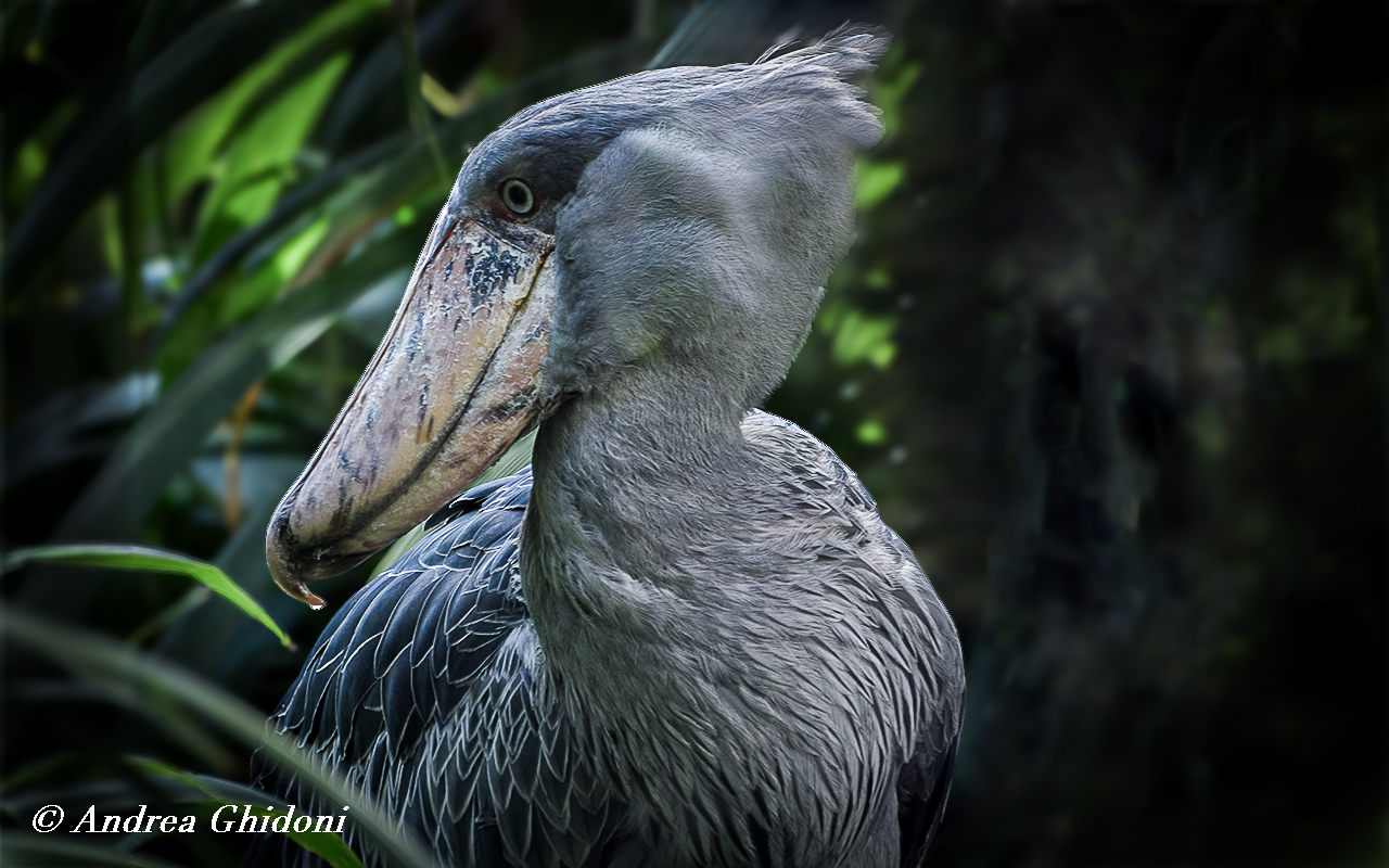 Shoebill