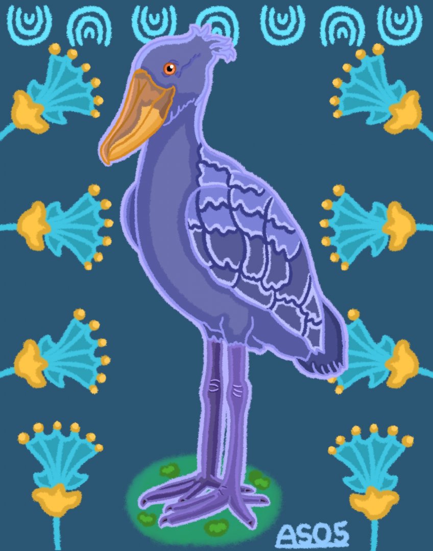 Shoebill