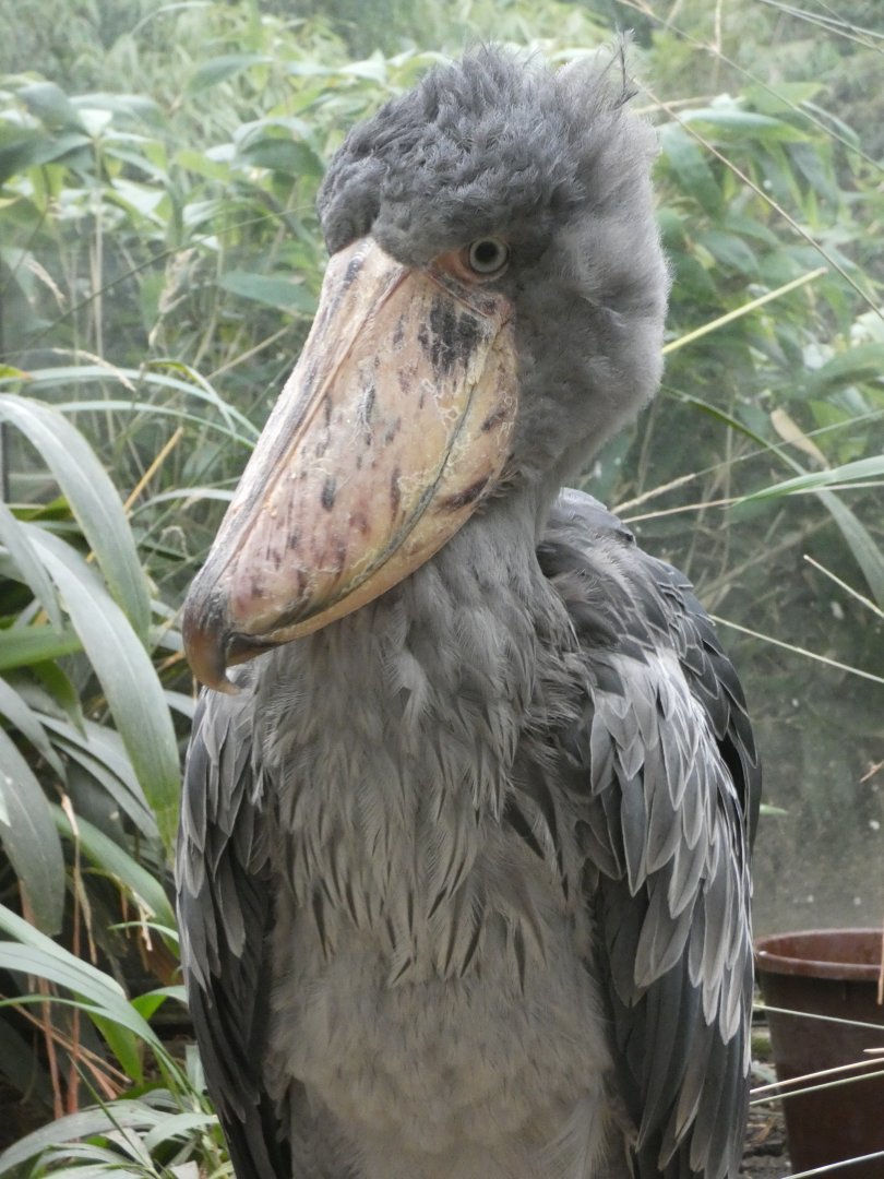Shoebill