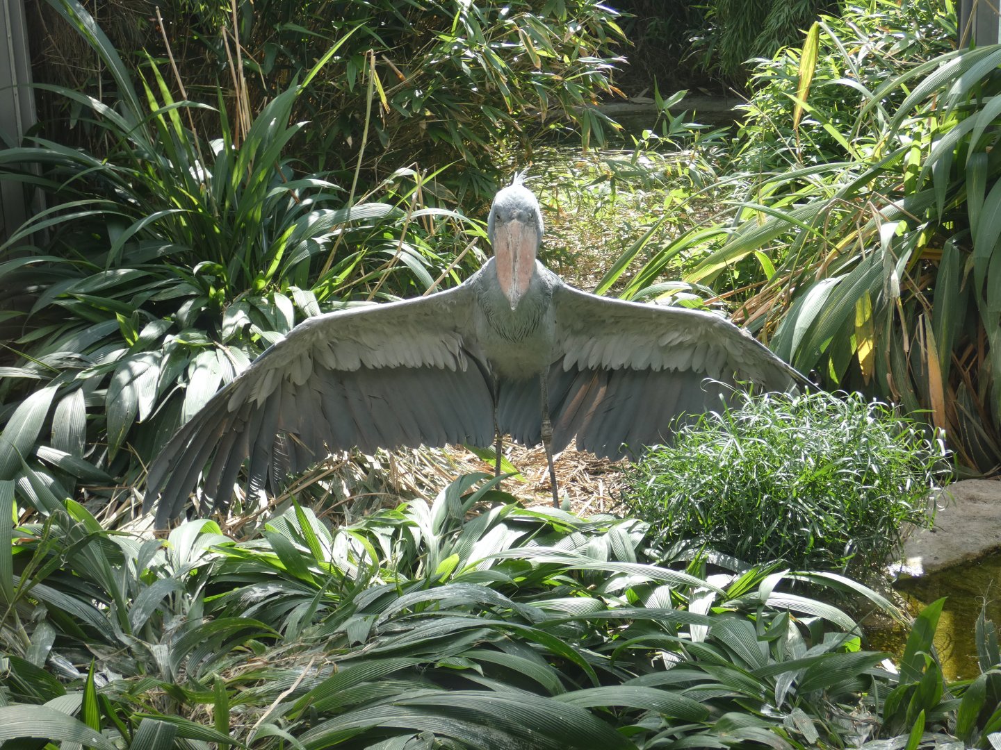 Shoebill