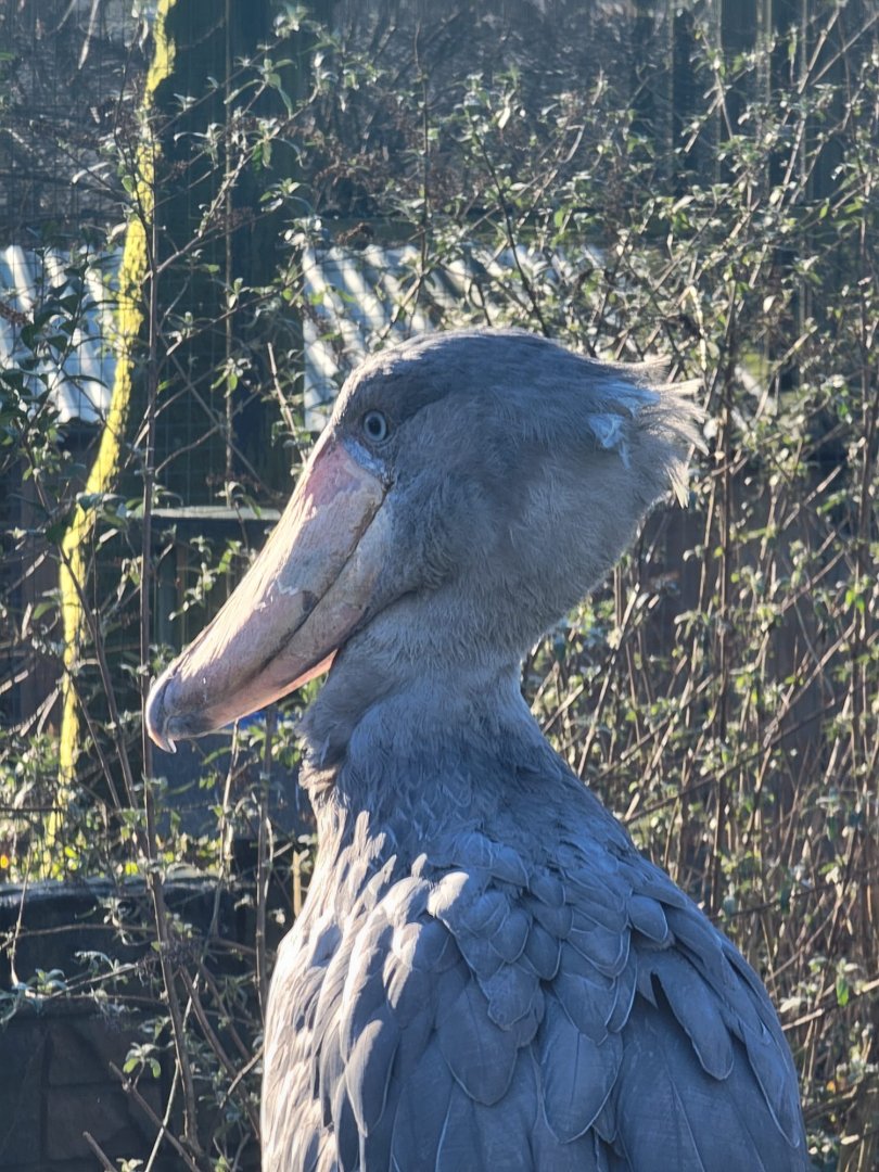Shoebill