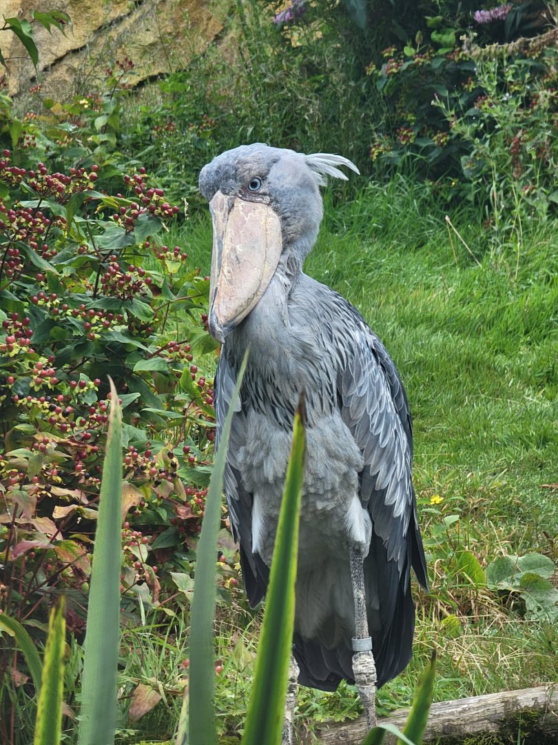 Shoebill