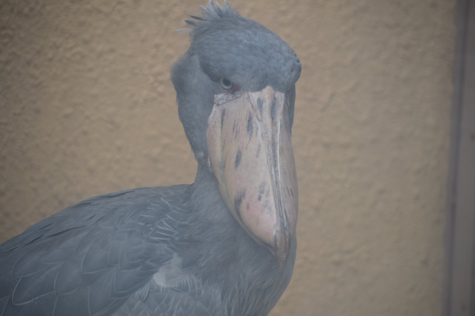 Shoebill