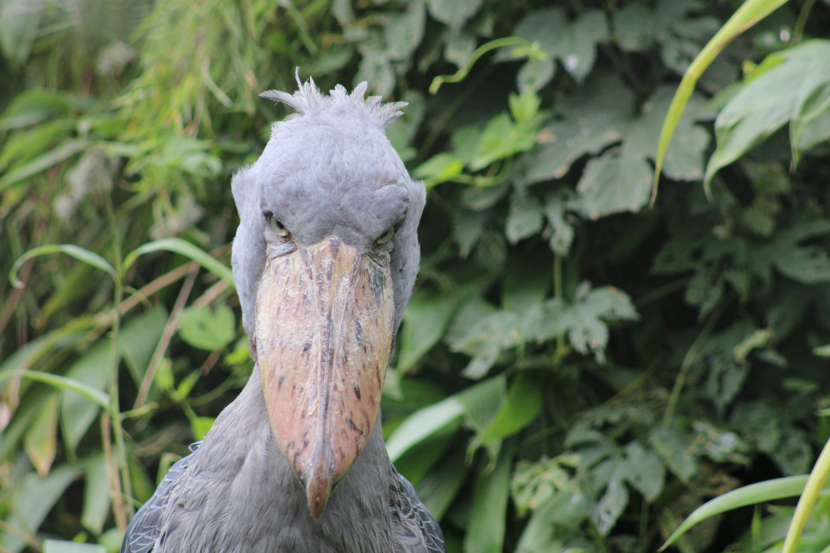 Shoebill