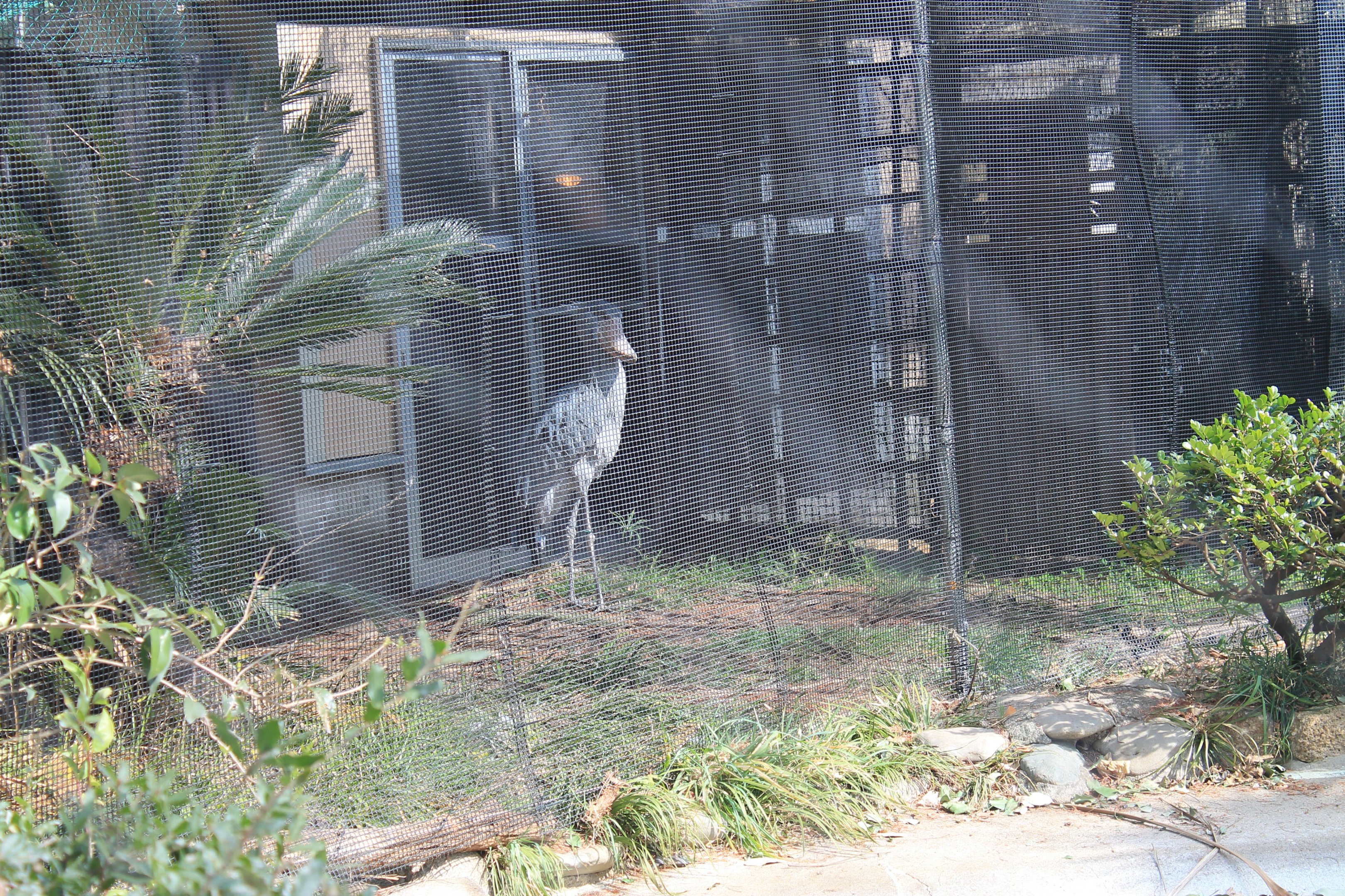 Shoebill