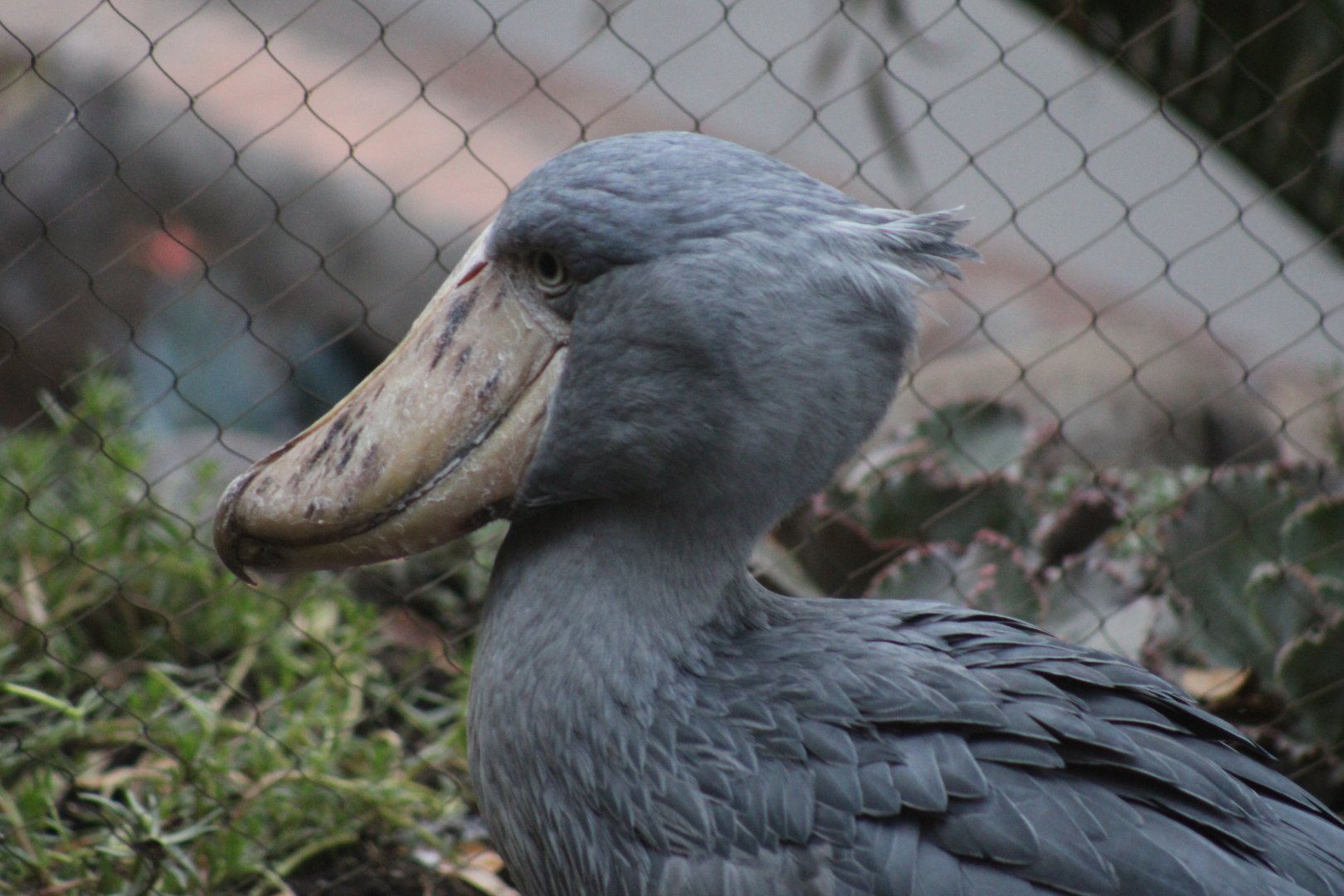 Shoebill