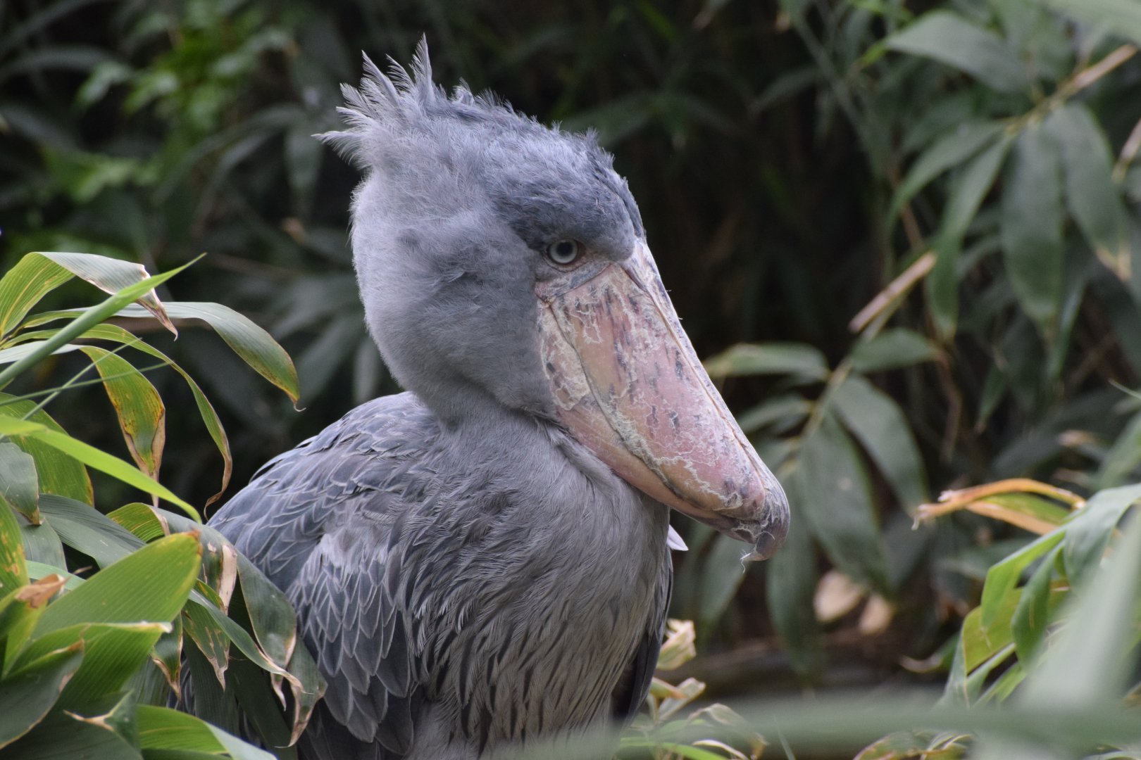 Shoebill