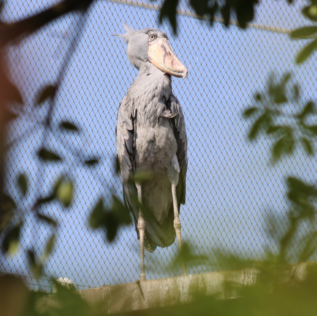 Shoebill