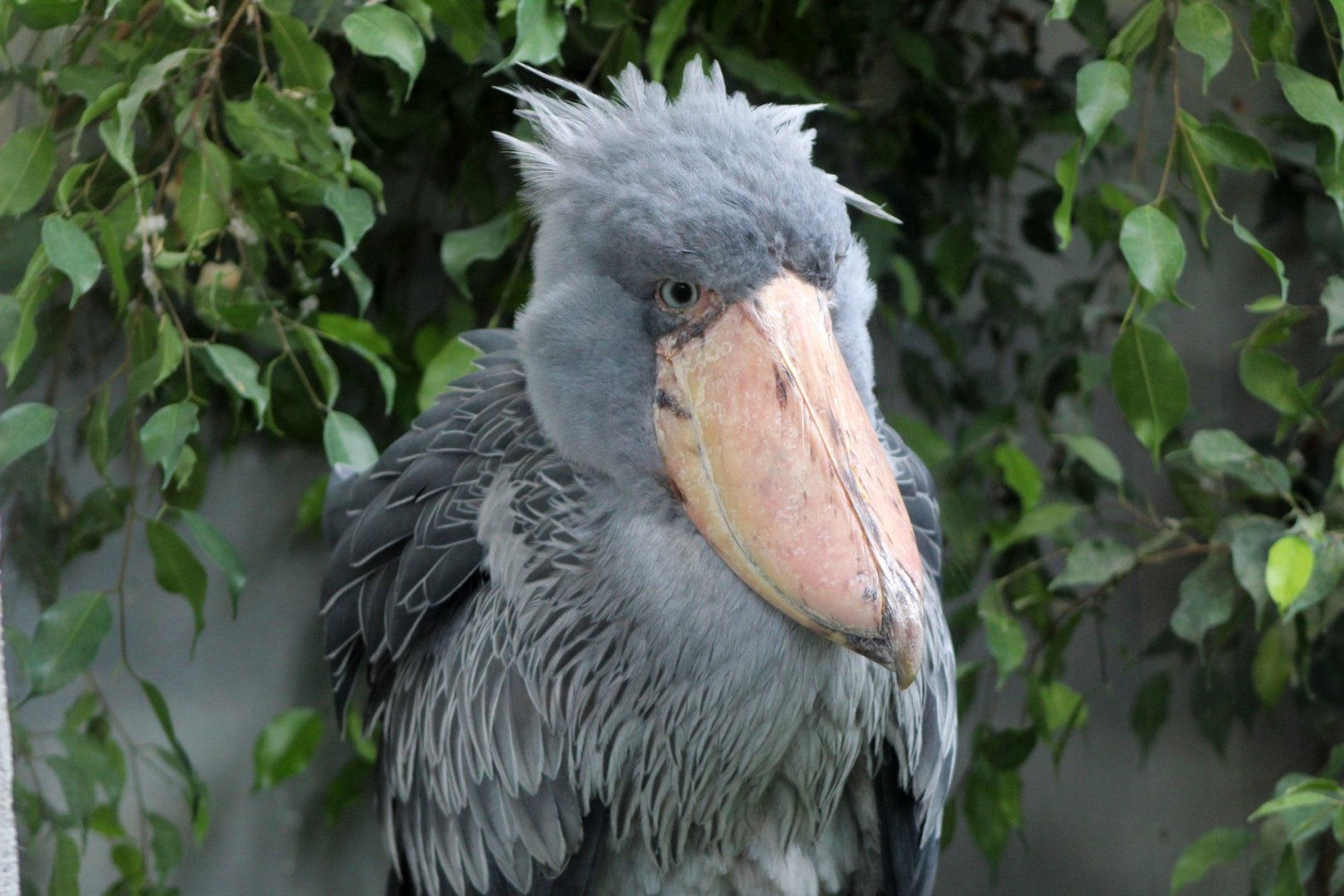 Shoebill