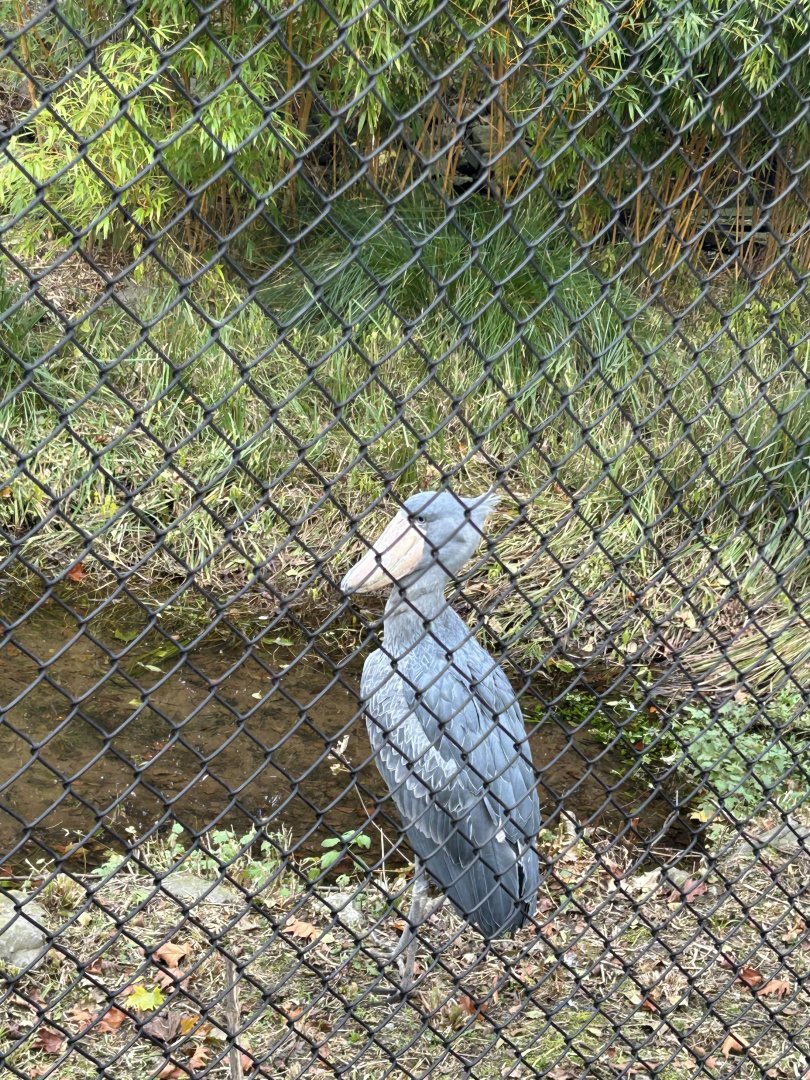 Shoebill