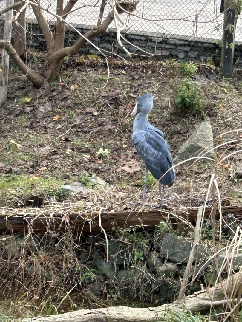 Shoebill
