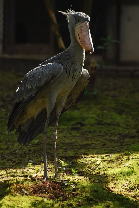 Shoebill