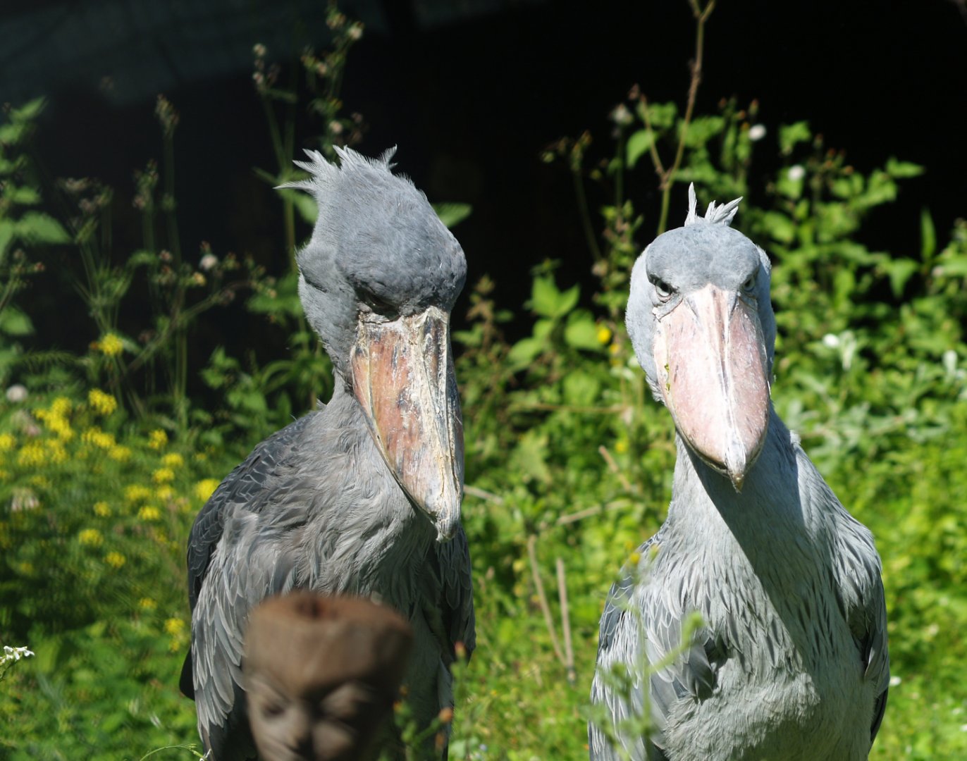 Shoebills (Balaeniceps rex), 2012