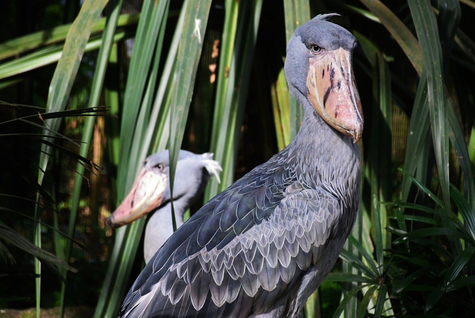 Shoebills (Balaeniceps rex)
