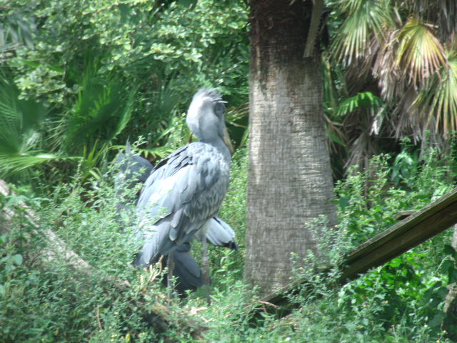 Shoebills