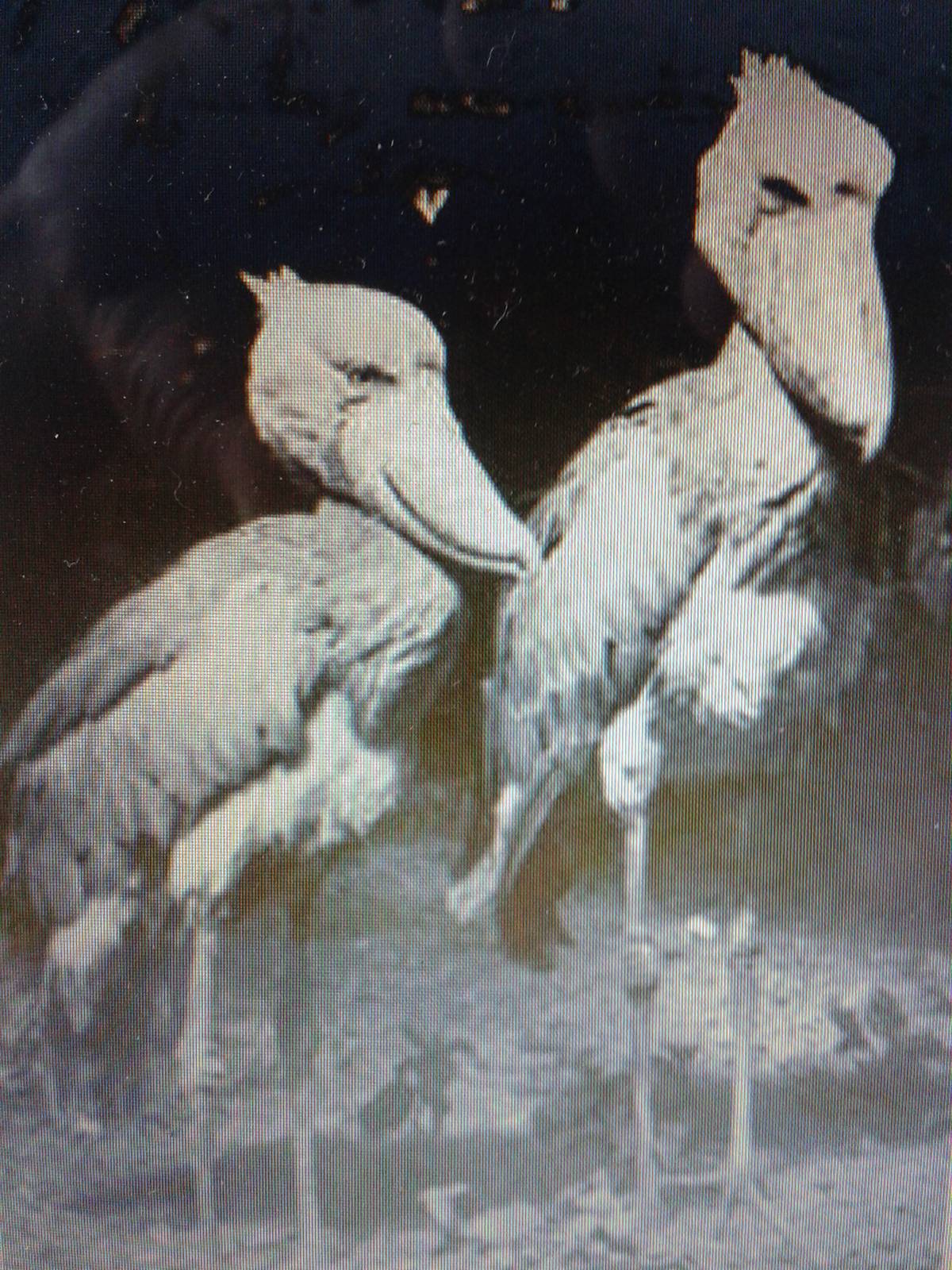 Shoebills