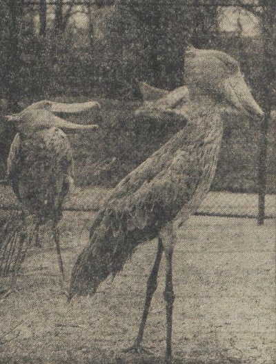 Shoebills