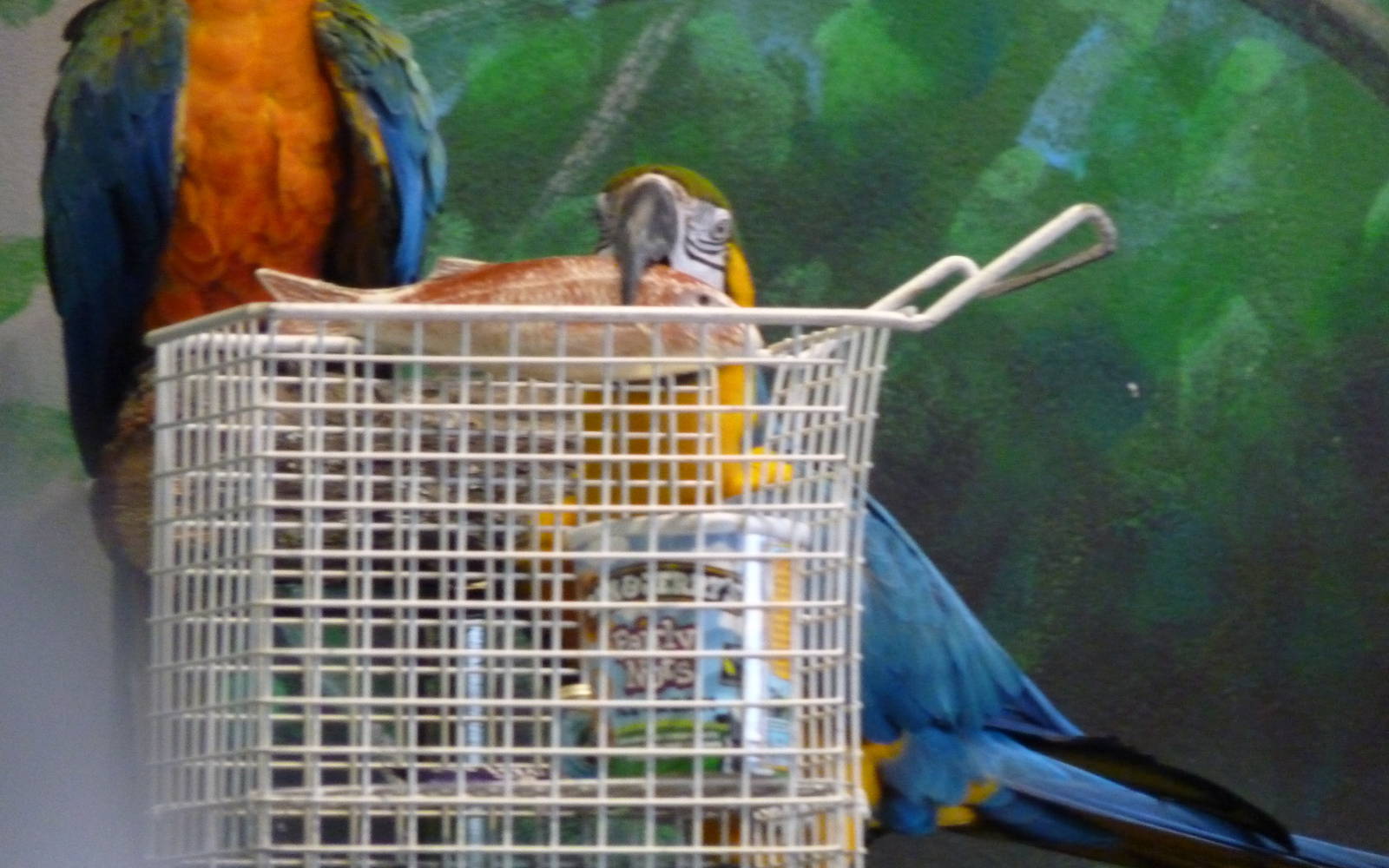Shopping Macaw