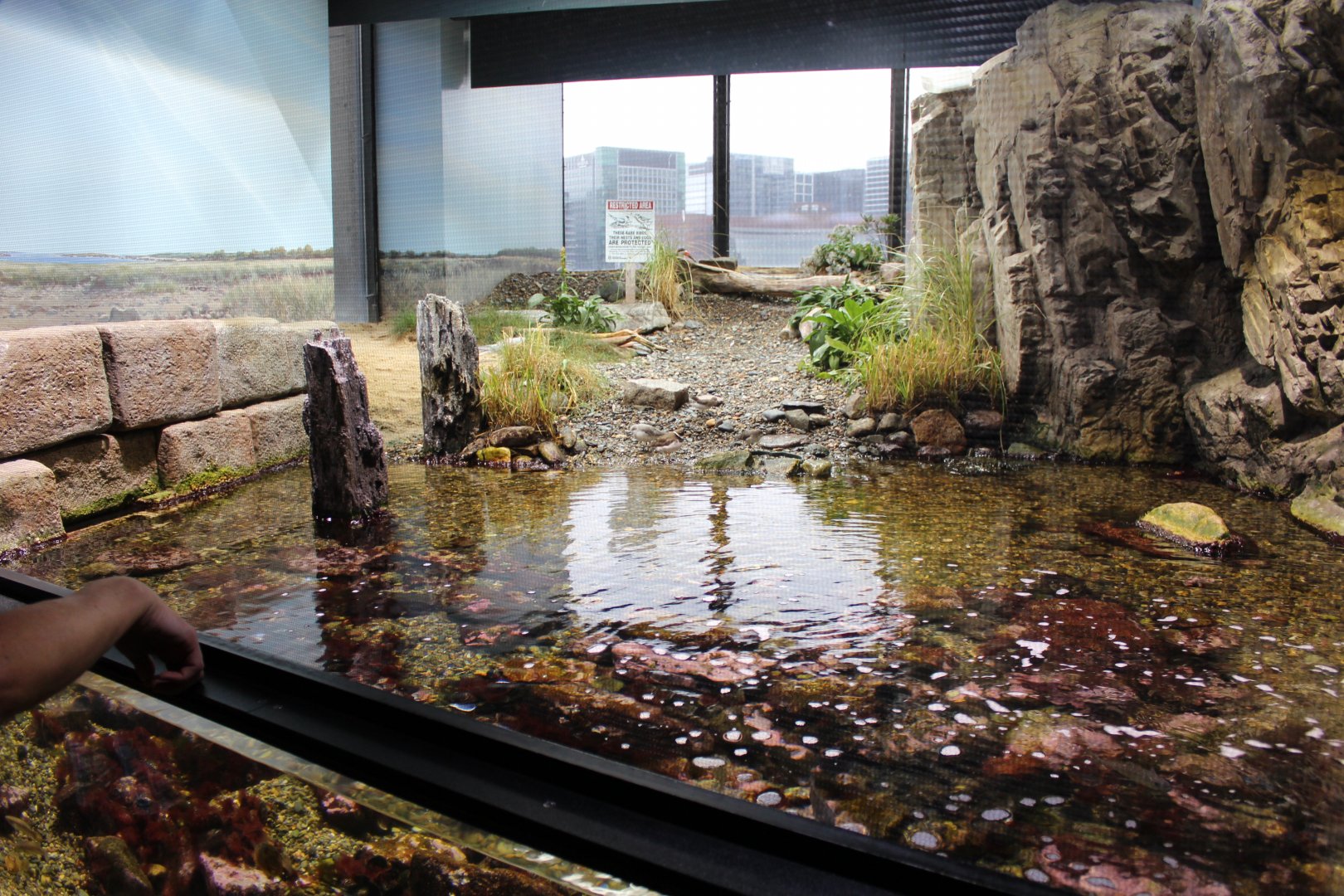 Shore Birds Enclosure - Oct 2017