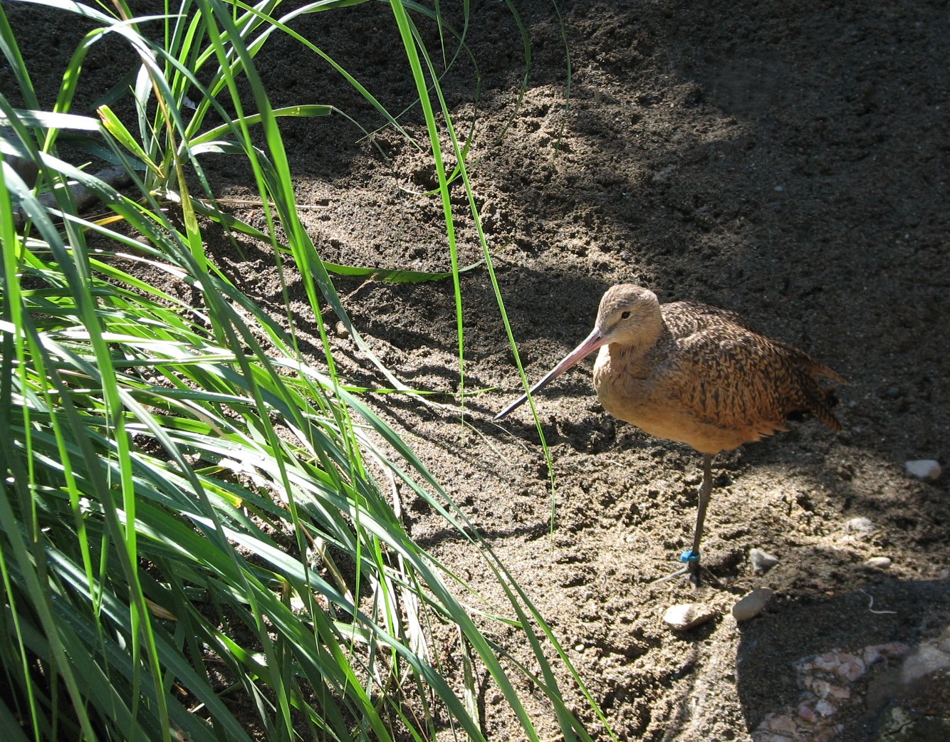 Shore Birds Exhibit
