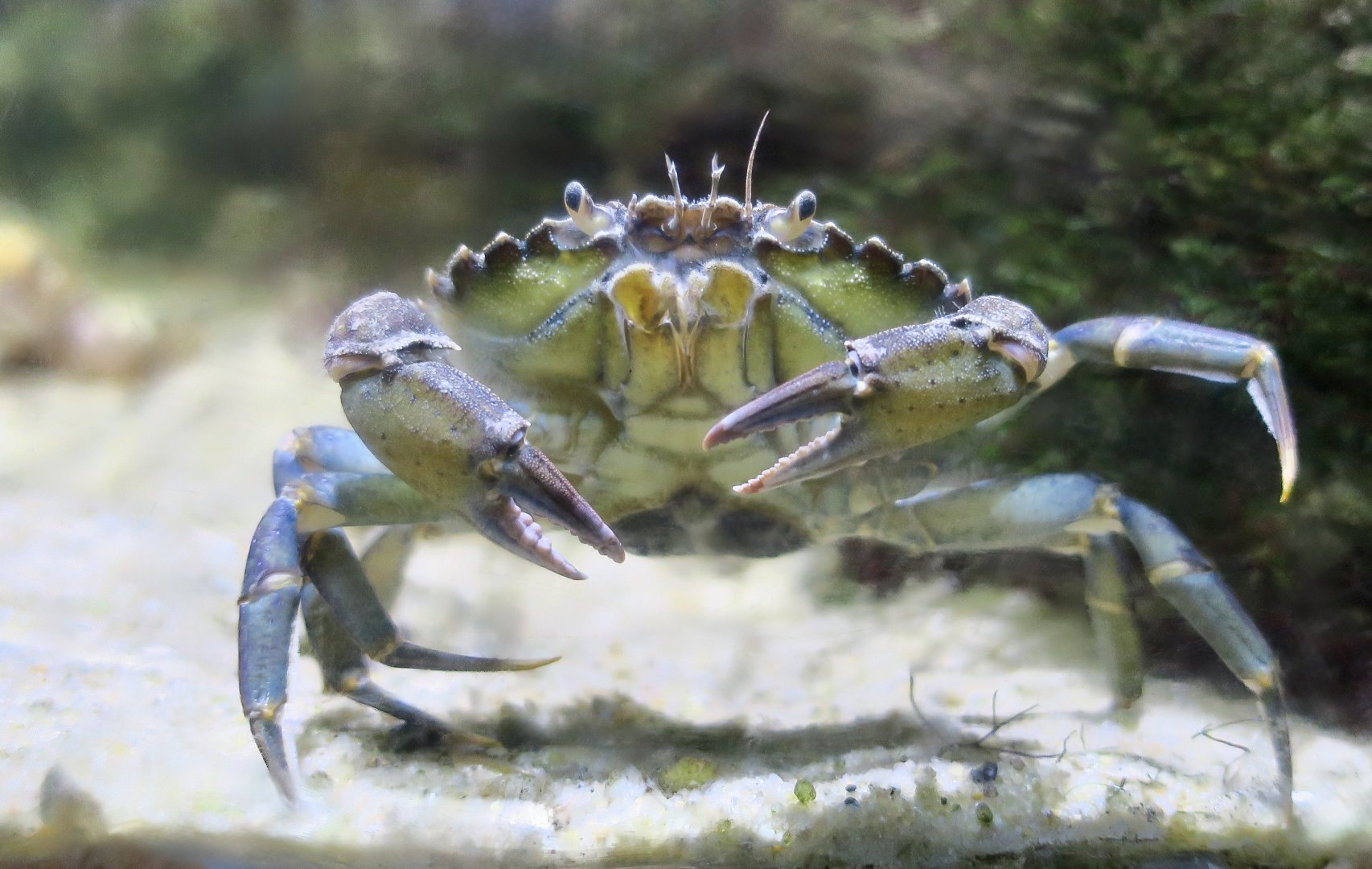 Shore Crab (Carcinus maenas)