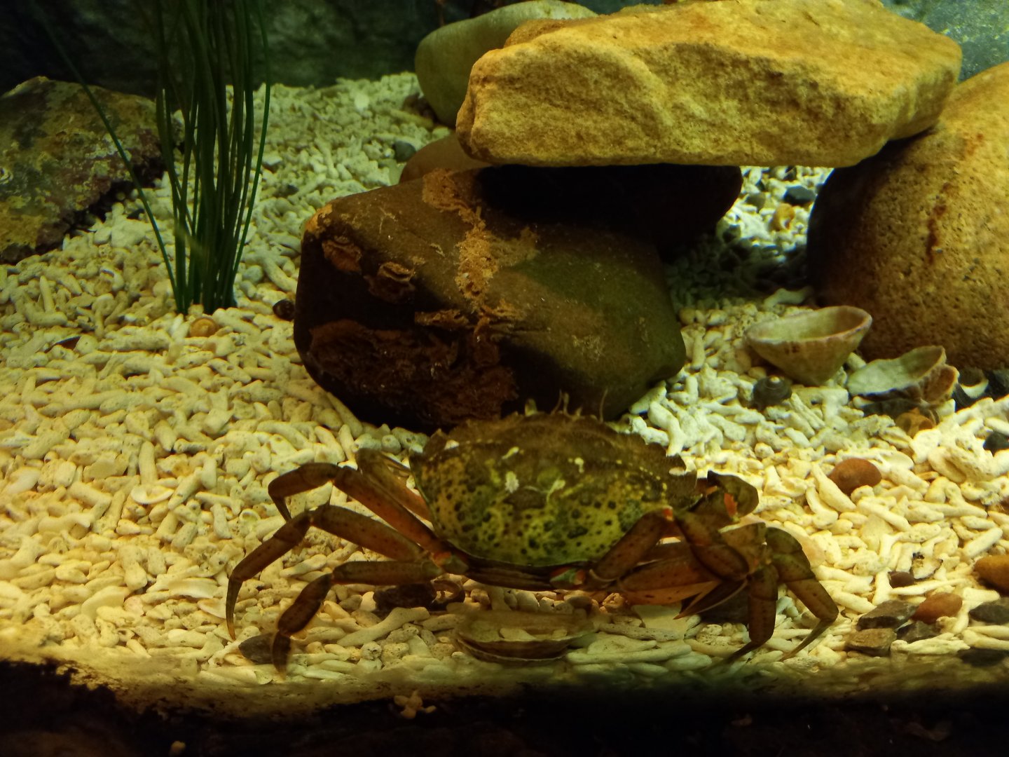 Shore Crab