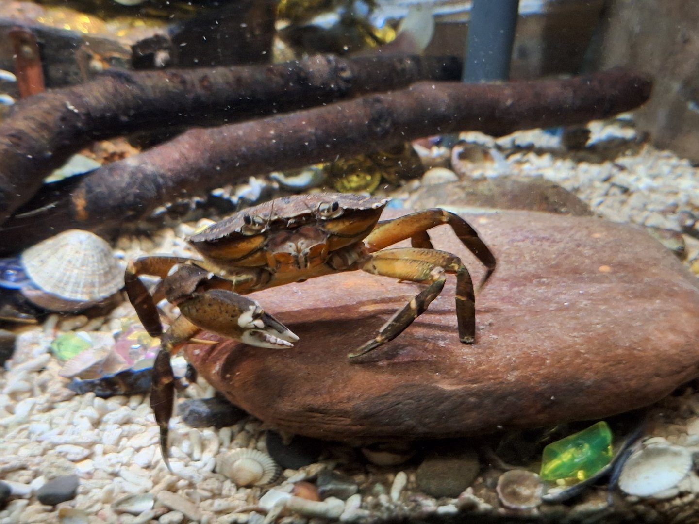 Shore Crab