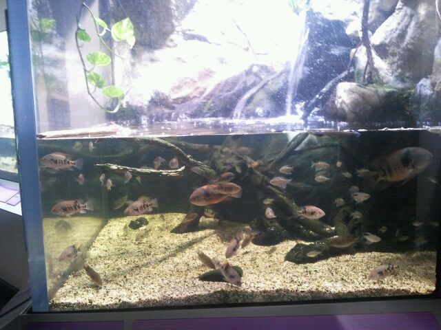 Shore Gallery-Anableps display