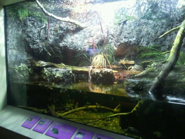 Shore Gallery-Florida Marsh display