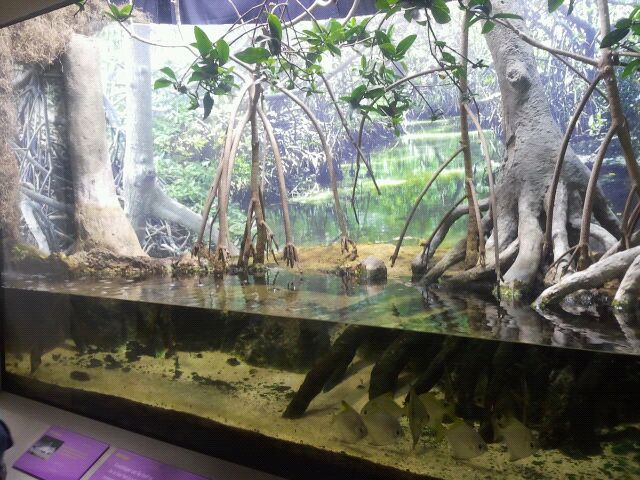 Shore Gallery-Mangrove Forest display
