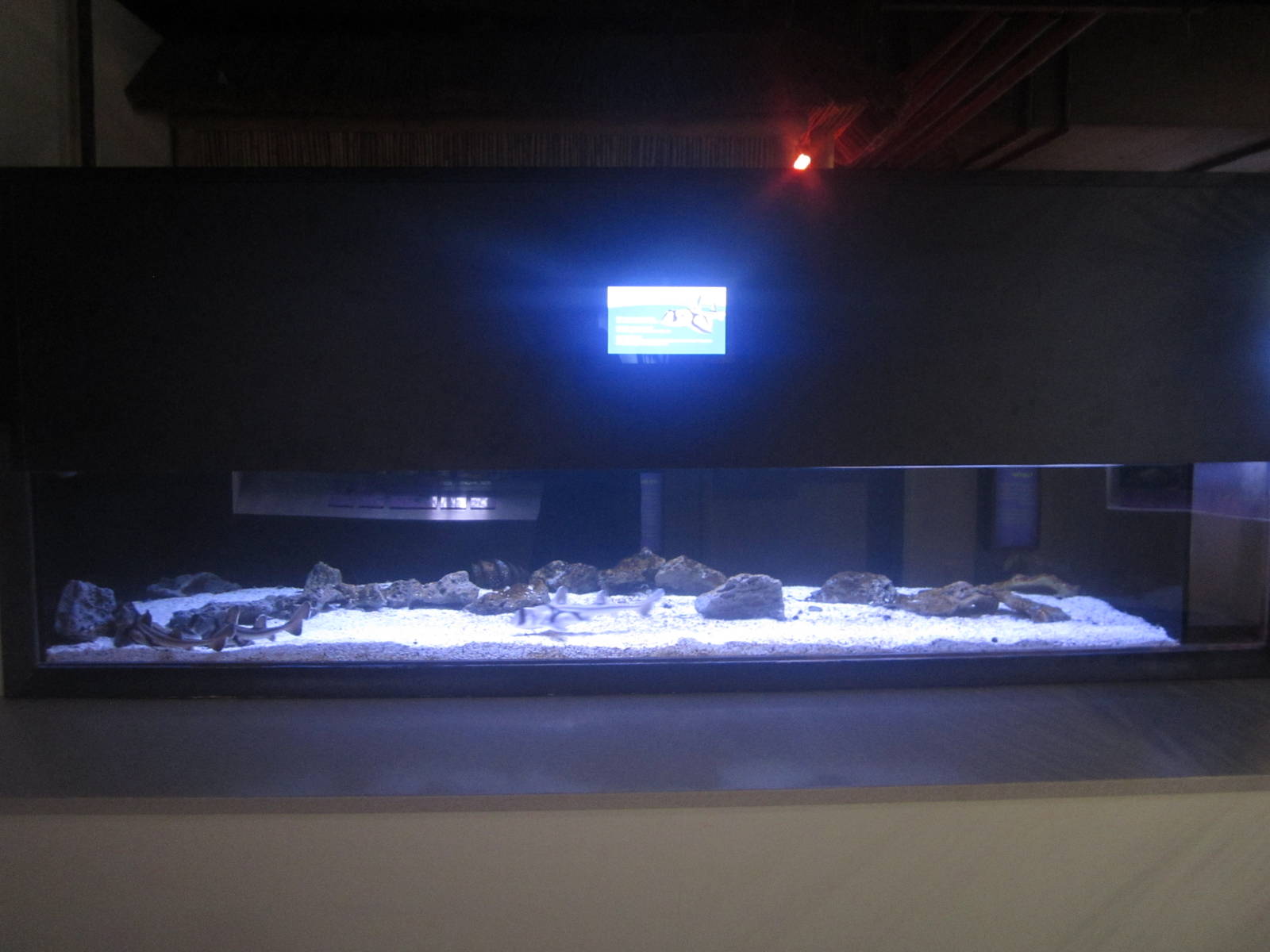 Shore Gallery - Port Jackson Shark Tank