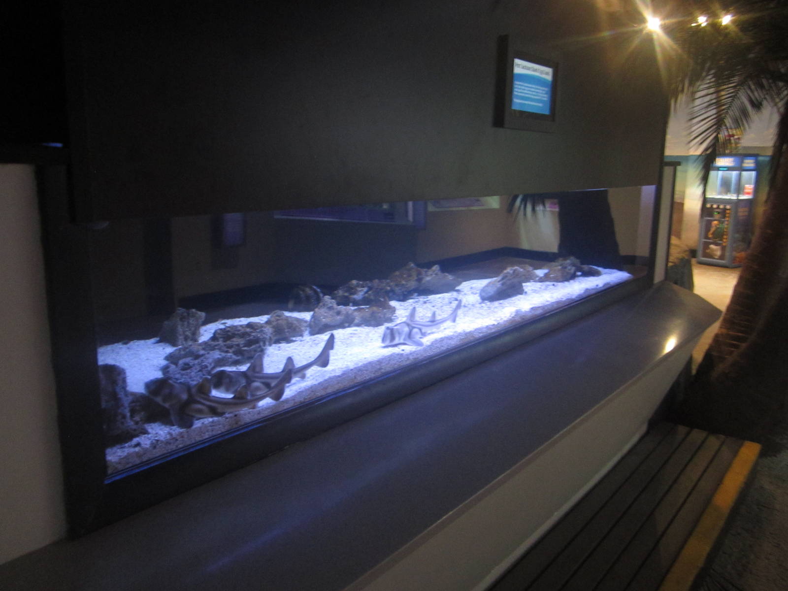 Shore Gallery - Port Jackson Shark Tank