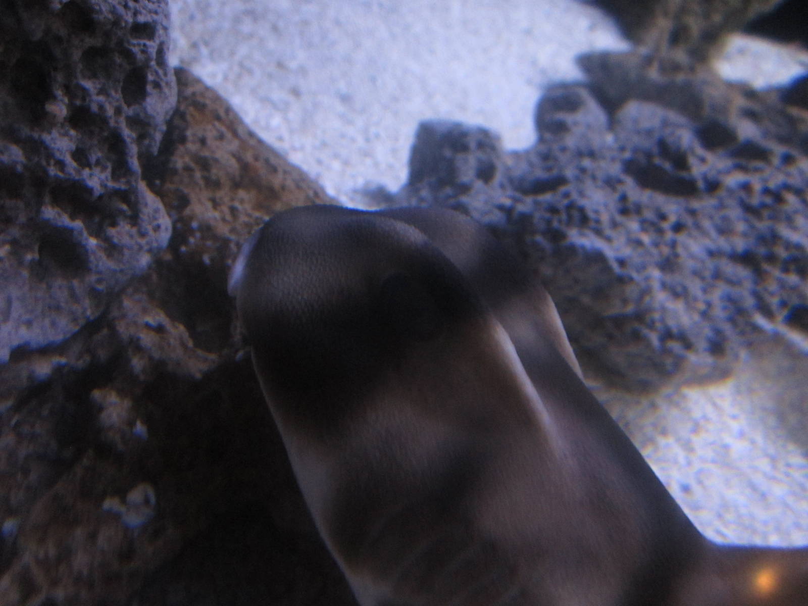 Shore Gallery - Port Jackson Shark