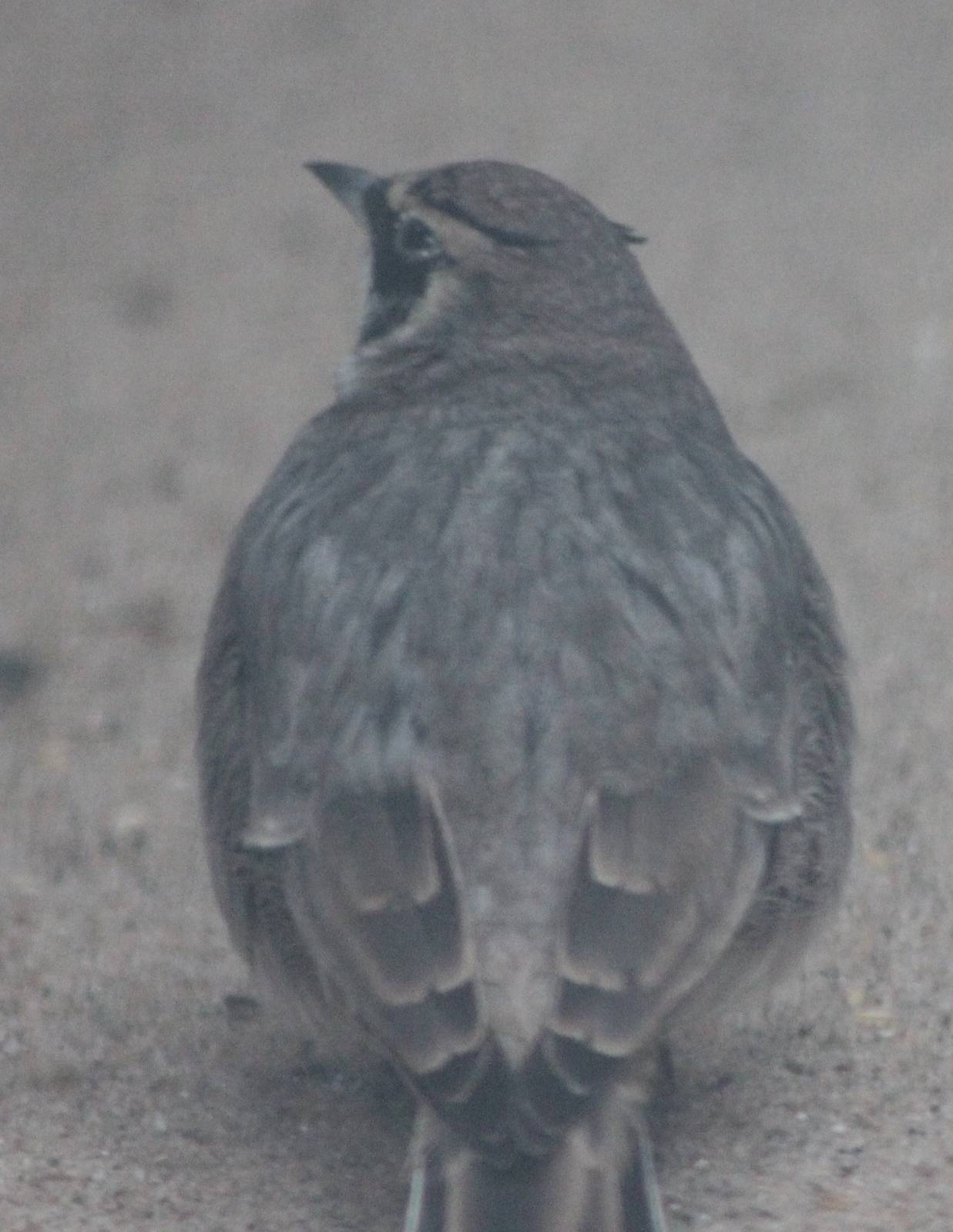 Shore lark