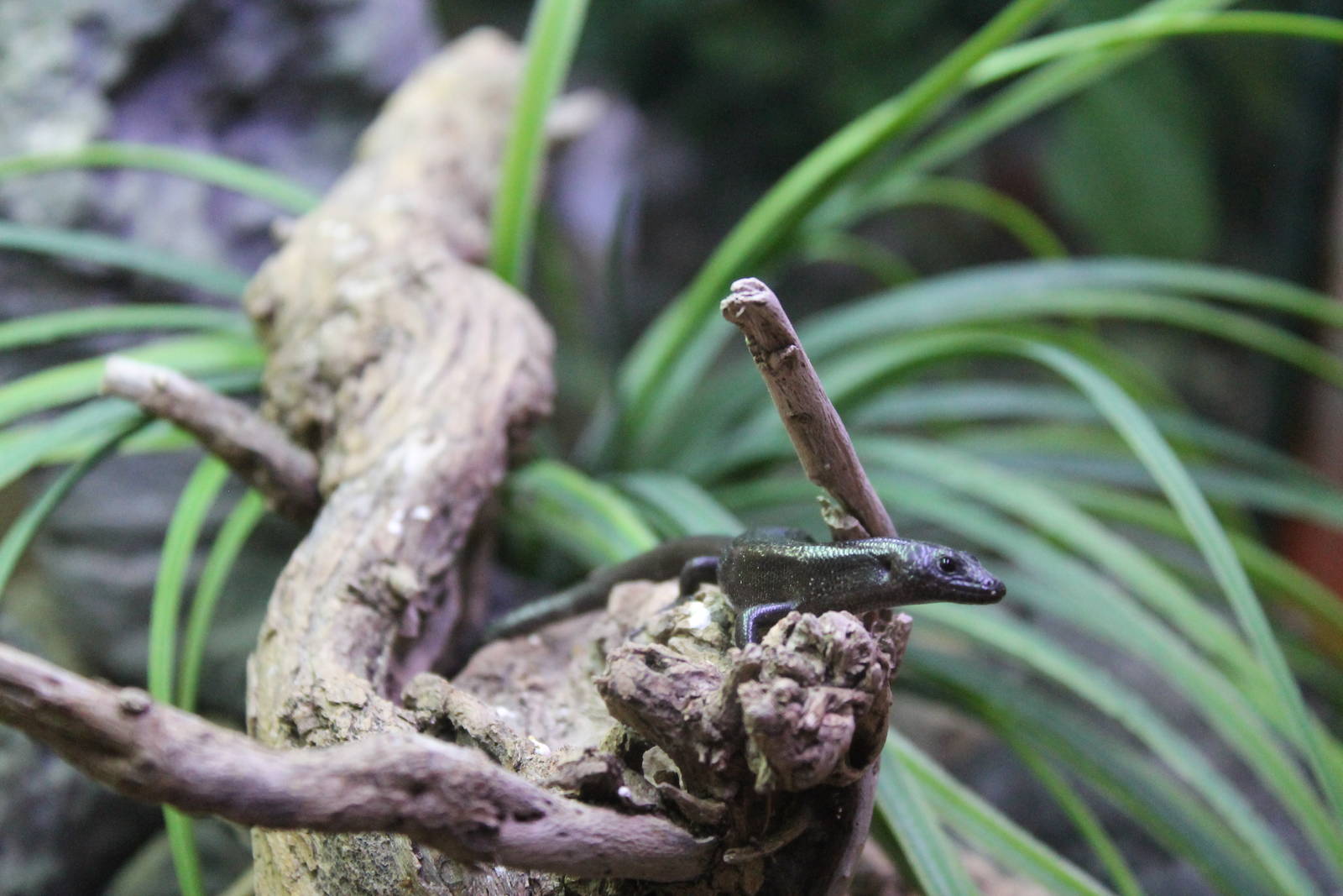 Shore skink (Oligosoma smithi)