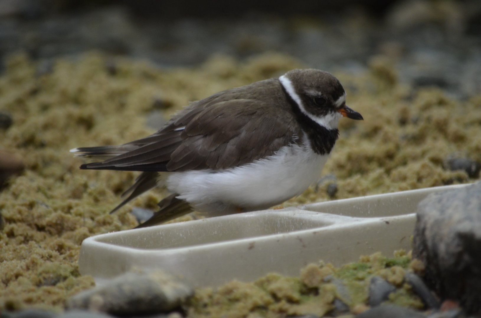 Shorebird Aviary