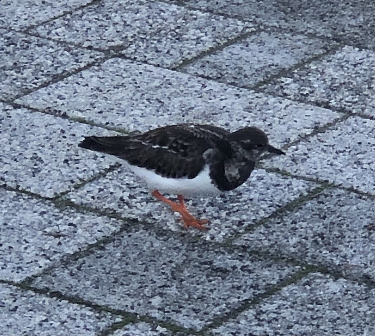 Shorebird ID? - Bridlington